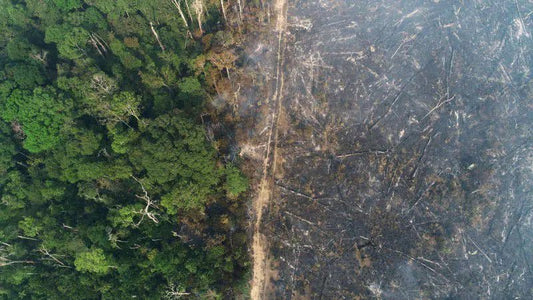 Nearly 1/5th of the Amazon Rainforest is Cleared; How Long Before We Make Changes to Our Food Consumption? - controlZ